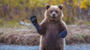 Create meme: Alaska, bear, animals