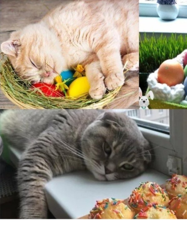 Create meme: Easter cat, cats and Easter, easter cat