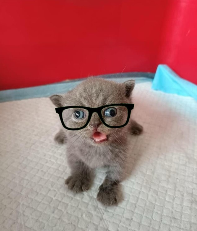 Create meme: cat in glasses , The cat with glasses is smart, cute cats funny