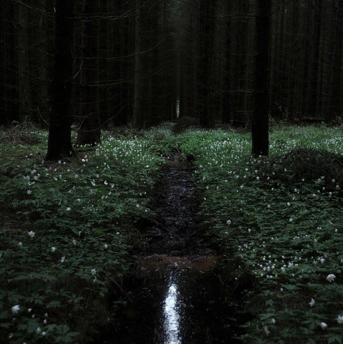 Create meme: dark forest, the aesthetics of the dark forest, the forest dark