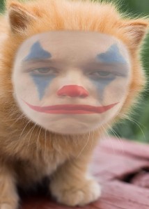 Create meme: red cat, cute red kitten, kitten redhead