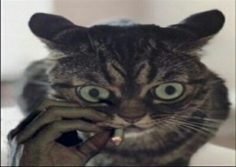 Create meme: angry cat, cat , cat meme 