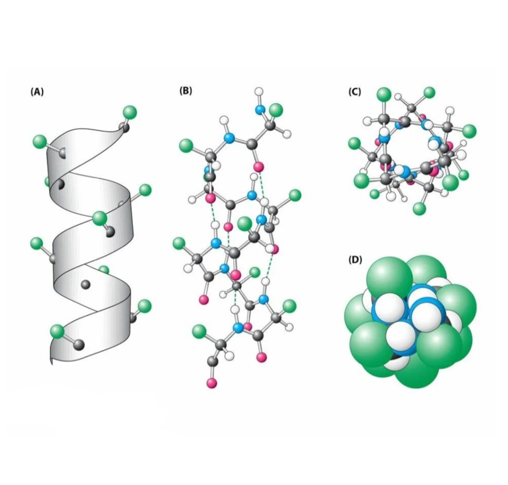 Молекулы белков являются. Alpha Helix Protein structure. Молекула белка. Белковая молекула. Белки химия.