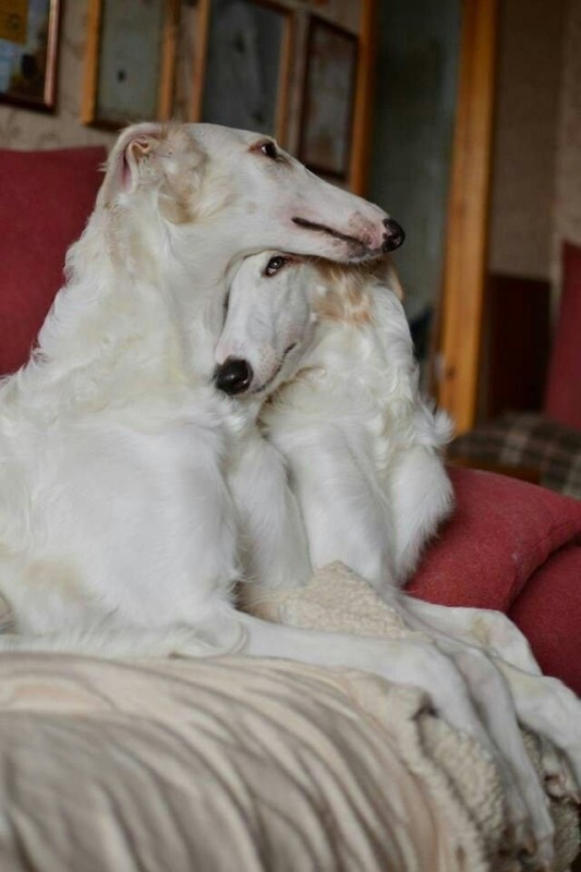Create meme: Russian greyhound aesthetics, russian greyhound puppy, russian greyhound dog