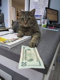 Create meme: cat, rich cat, cat