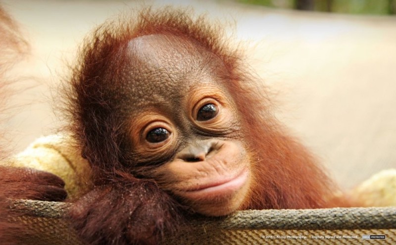 Create meme: the baby orangutan, funny monkeys, the orangutan is funny