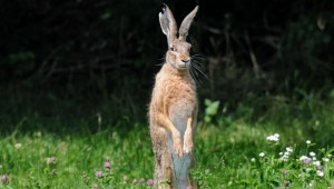 Create meme: hare hare, hare in the woods, hare hare