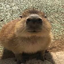 Create meme: capybara, the baby capybaras, a pet capybara