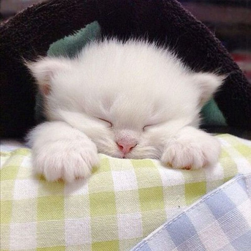 Создать мем: сладких снов котенок, милые спящие котята, спящий котенок