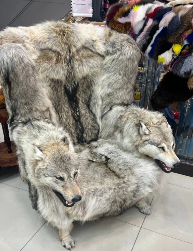 Create meme: wolf , wolf fur, the chair of the wolf
