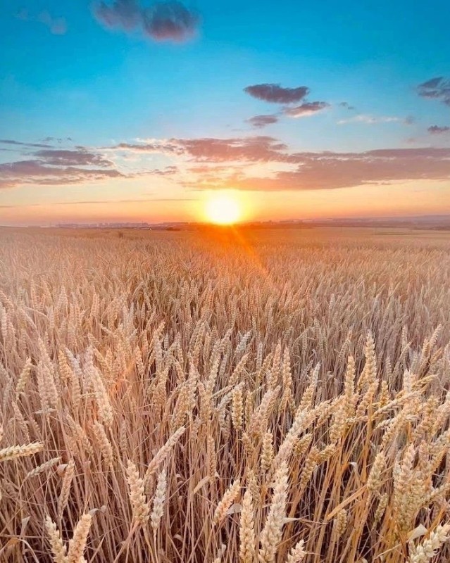 Создать мем: летнее солнцестояние, поле пшеницы рассвет, пшеница в поле