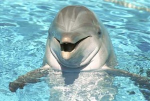 Create meme: kit, yunus, dolphins are smarter than humans