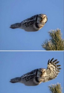 Create meme: owl, Owls