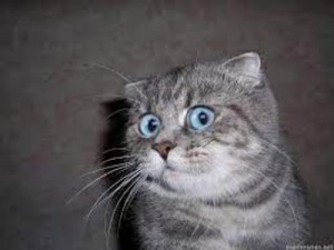 Create meme: the surprised cat, meme surprised cat