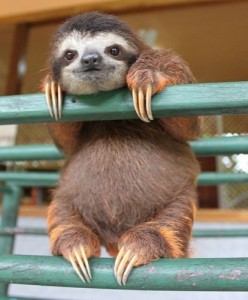 Create meme: funny sloths, sloth, Sloth