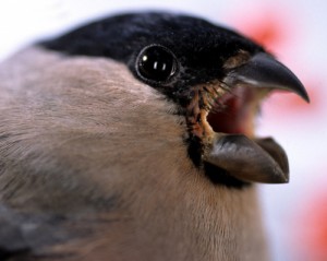 Create meme: bullfinch, raven, crow