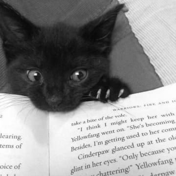 Create meme: black cat , cats and books, black cat 