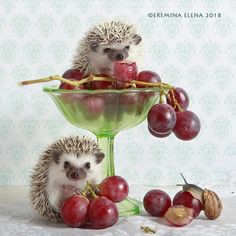 Create meme: hedgehog, Elena Eremina hedgehogs 2018, hedgehogs Eremina