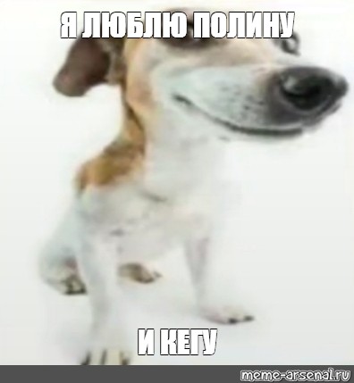 Собачка на белом фоне мем