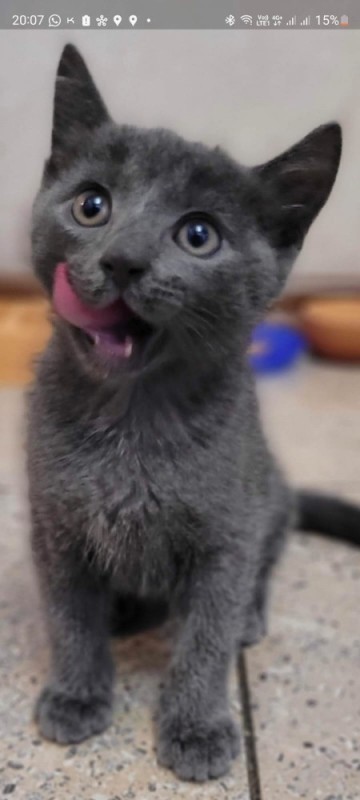 Create meme: the Russian blue cat, kittens russian blue, Russian blue cat kitten