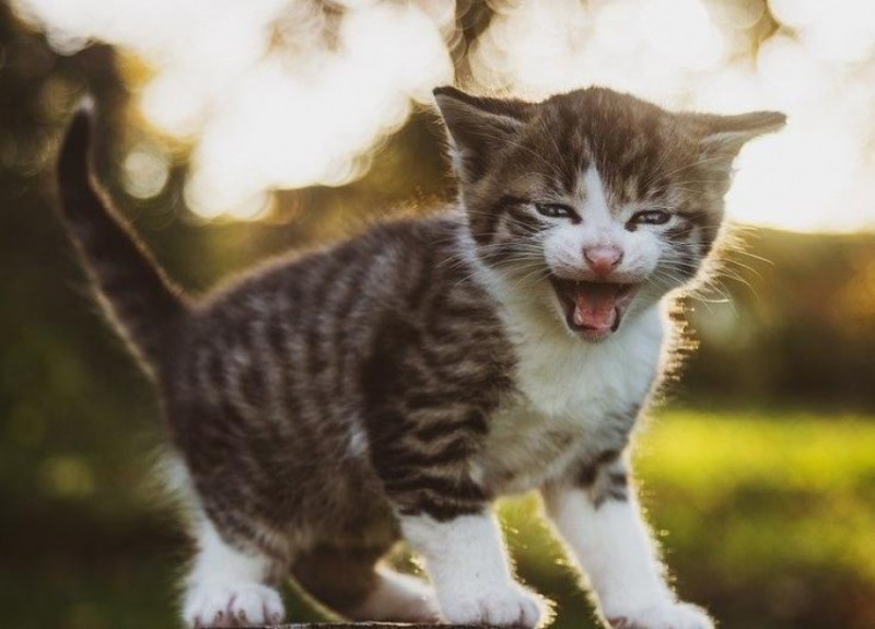 Create meme: The cute kitten is growling, cat , screaming cat 