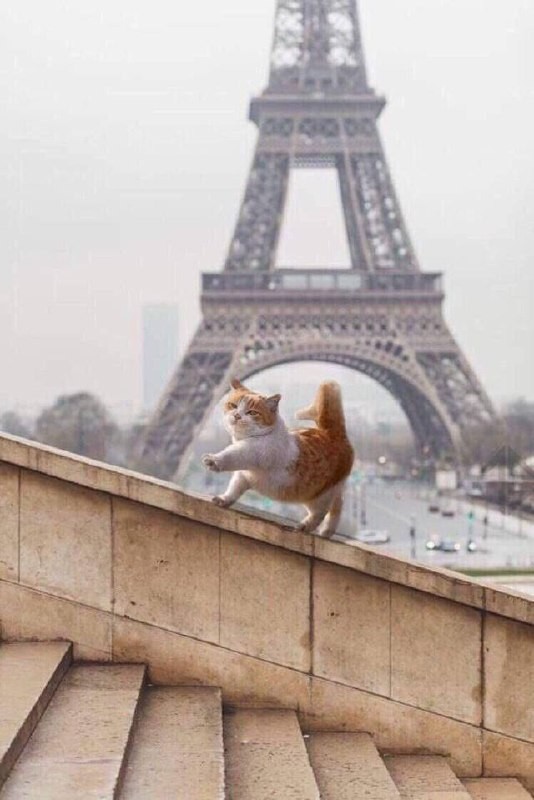 Create meme: a cat in paris, Eiffel tower , Eiffel tower Paris
