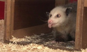 Create meme: Possum