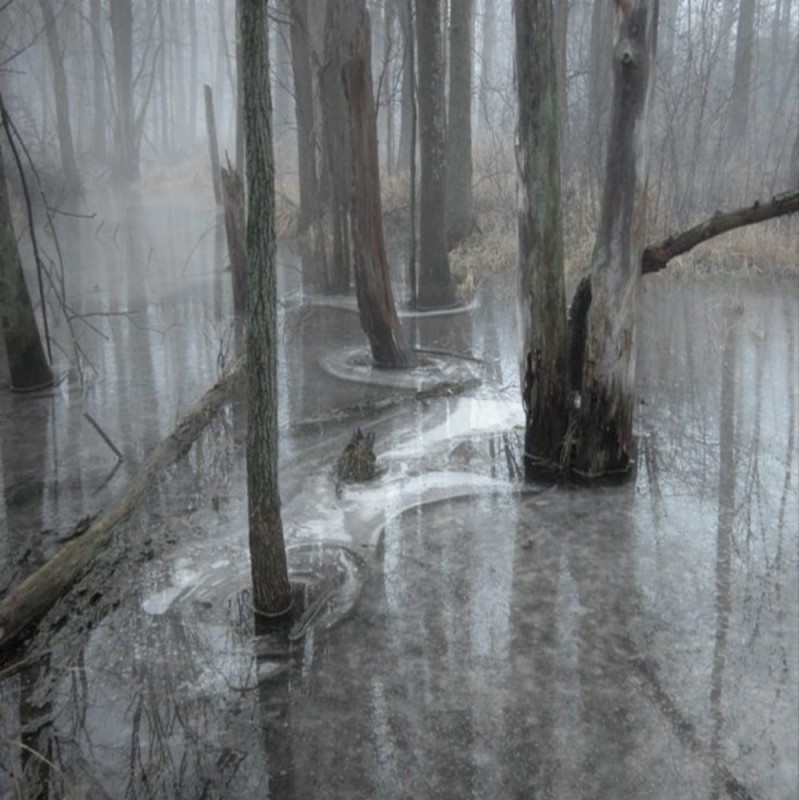 Создать мем: болота луизианы туман эстетика, пейзаж мрачный, пейзаж