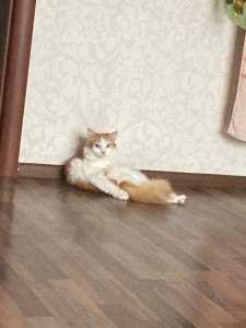 Создать мем: коты, кошечка, кот