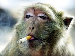 Create meme: a monkey with a cigarette, Smoking monkey, a monkey with a cigarette