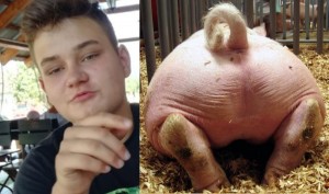 Create meme: pig, pig with piglets, ass pigs