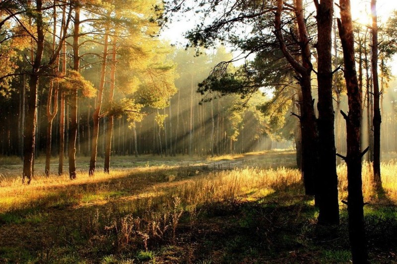 Create meme: sun forest, autumn landscape, dawn in the forest