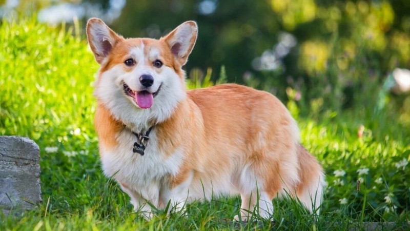 Create meme: Welsh Corgi dog, breed of dogs welsh corgi, breed Welsh Corgi