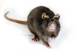 Create meme: rat, rat