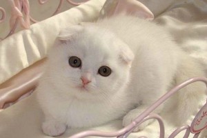 Создать мем: скоттиш фолд вислоухий, шотландская вислоухая кошка белая, котята шотландские вислоухие