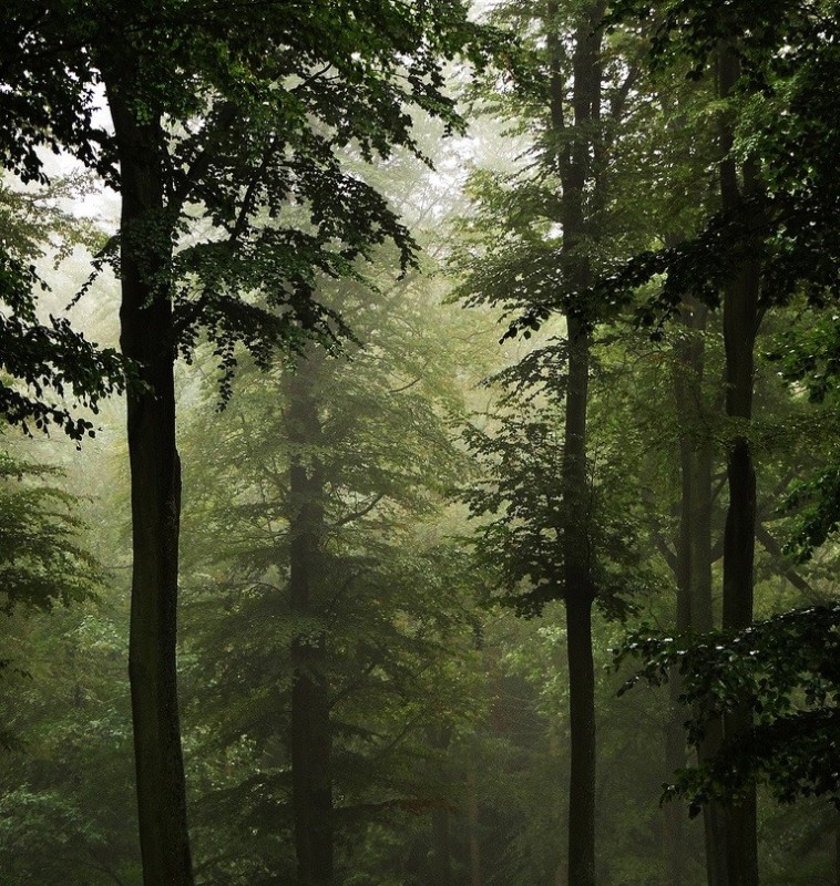 Create meme: forest landscape, misty forest, beautiful forest