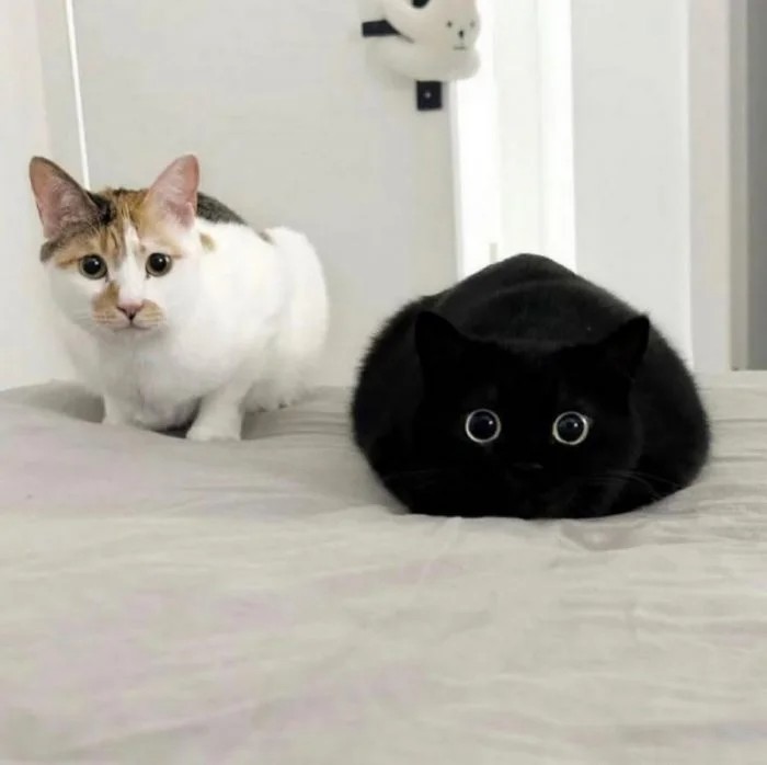 Create meme: Black cat, The black cat is cute, the cat is black