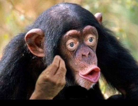 Create meme: male chimpanzees, chimp lips, chimpanzees 