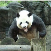 Создать мем: Giant Panda, Panda Bear, панда