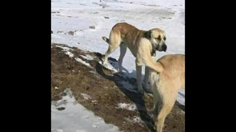 Create meme: The rules of the gimlet dog, Turkish kangal dog bite force, gimlet rule meme with a dog