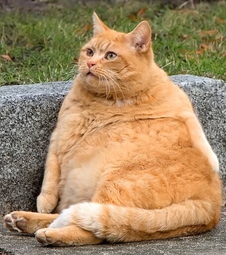 Создать мем: рыжий кот, оранжевый толстый кот, очень толстые коты