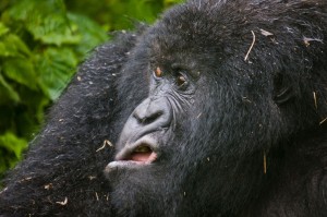 Create meme: sad gorilla, mountain gorilla, mountain gorilla