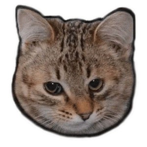 Create meme: seals 512x512, telegram cat stickers, cat muzzle 
