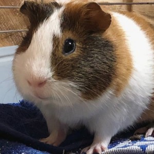 Create meme: Guinea pig