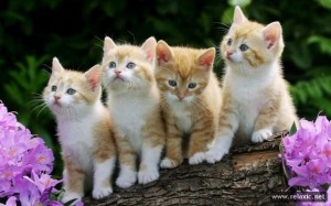 Create meme: kedi, kucing, pictures kittens cute and funny