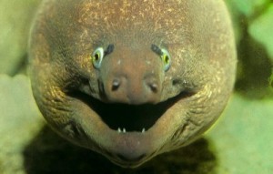 Create meme: Fish, Moray laughs, Moray smiling