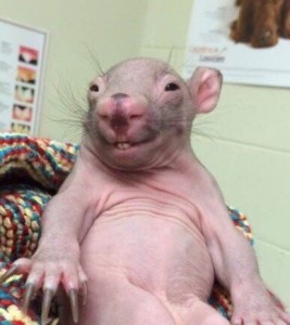 Create meme: bald rat meme, rat bald, bald wombat