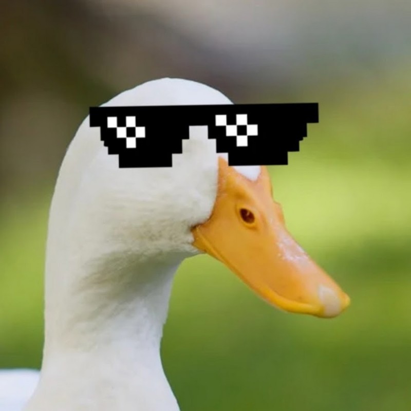 Create meme: goose , goose in a cap, goose with glasses