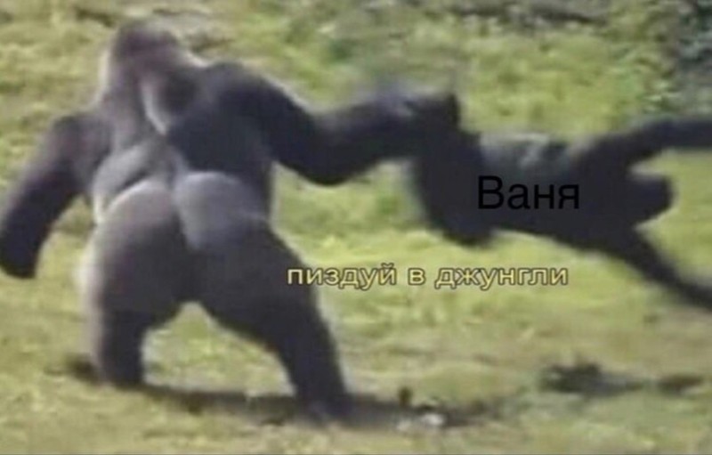 Create meme: gorilla king Kong, gorilla monkey, gorilla male