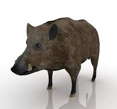 Create meme: boar 3d model, wild boar on a white background, kabanchik 3d model